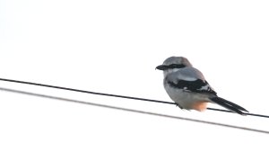 Great Grey Shrike