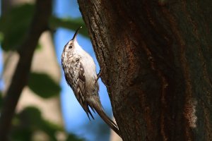 short-toed treecreeper