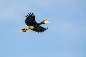 RHINOCEROS HORNBILL