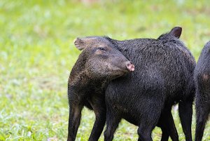 Javalina, junior rubbing against mother's musk gland,