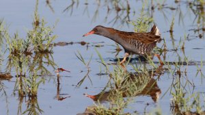 water rail (and Co)