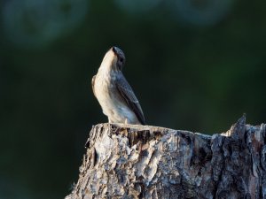 Spotted flycatcher
