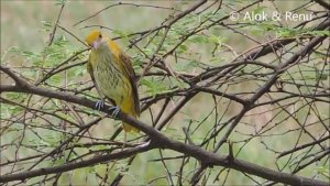 Indian Golden Oriole : Amazing Wildlife of India by Renu Tewari and Alok Tewari