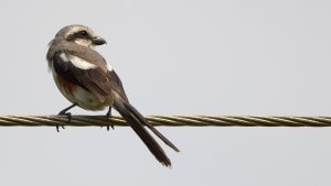 Mackinnon's Shrike