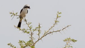 Grey-backed Fiscal