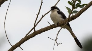 Grey-backed Fiscal