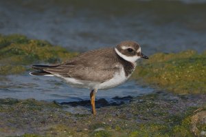 Juvenile Common Ringed Plover