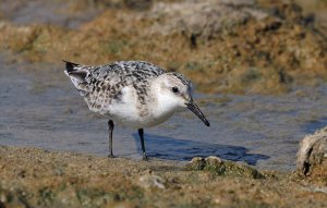 Sanderling