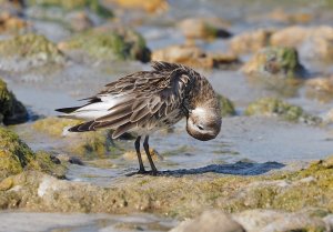 Dunlin