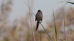 bearded reedling