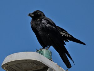 My favorite crow