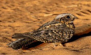 spotted-nightjar-gluepot.jpg