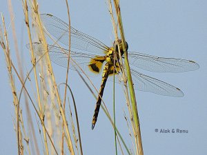 Hawker sp.