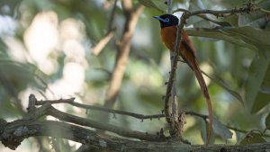 African Paradise Flycatcher