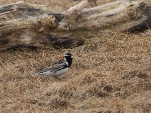 Male Lapland bunting