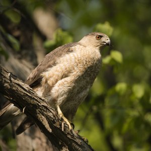 Revisiting the captivating eye of a Cooper's Hawk