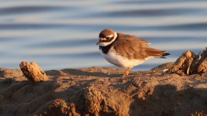 early morning plover