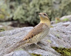 Wryneck