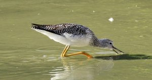 Greater Yellowlegs