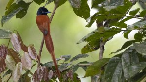 Red-bellied Paradise Flycatcher