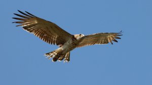 short-toed snake eagle