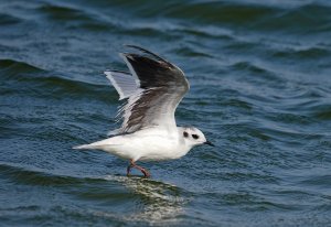 Little Gull