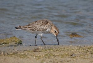 Dunlin