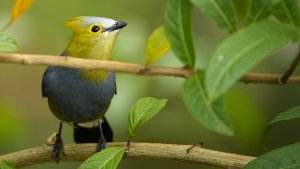 Long-tailed Silky-flycatcher