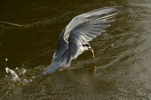 Forster's Tern with lunch