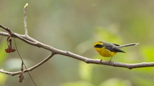 Yellow-bellied Fantail