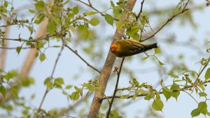 Fire-capped Tit