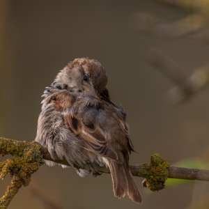 sparrow preening.jpg