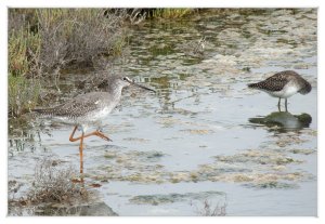 Spotted redshank ,  Wood Sandpiper