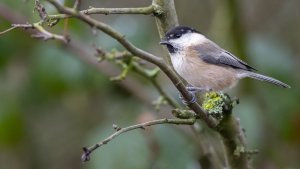 Willow Tit