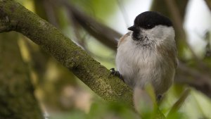 Willow Tit