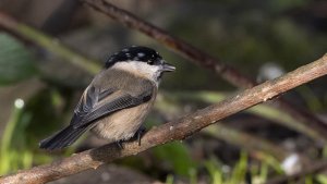 Willow Tit