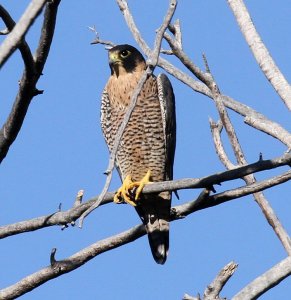 Peregrine Falcon