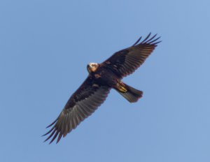 Eurasian Marsh-Harrier