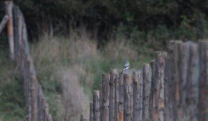 Doc shot - great grey shrike