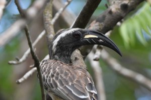 African Grey Hornbill