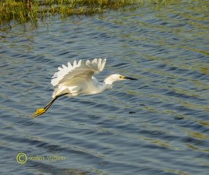 Snowy Egret