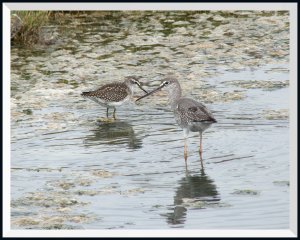Spotted redshank , Wood Sandpiper
