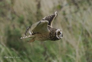 Short Eared owl