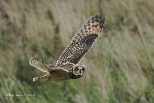 Short eared owl at Bempton cliffs