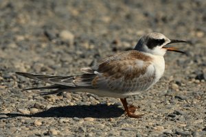 Another juvie Forster's Tern