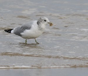 Common gull