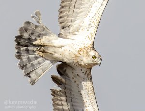 Short-toed Eagle