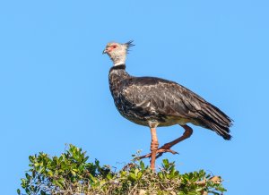 small head, loud voice