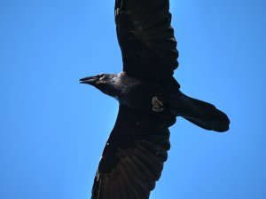 Common Raven