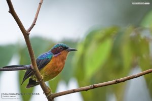 Ruby-cheeked Sunbird, Borneo